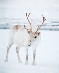 Deer standing on snow covered land