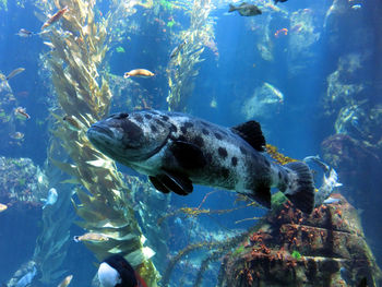 Close-up of fish undersea