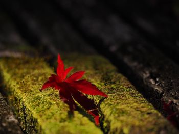 Close-up of red maple leaf