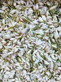 High angle view of white flowering plants