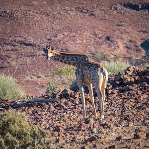 View of giraffe on land