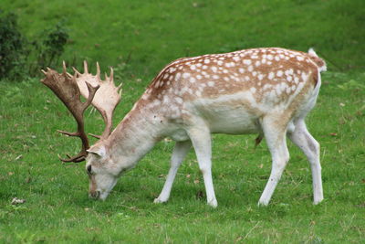 Deer in a field