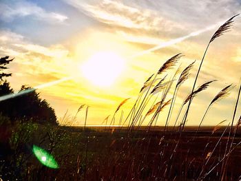 Close-up of grass in field against sunset sky