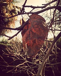 Close-up of dry autumn tree