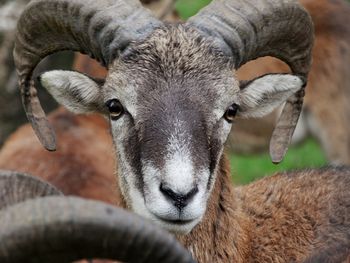 Close-up portrait of mouflon sheep looking at camera.