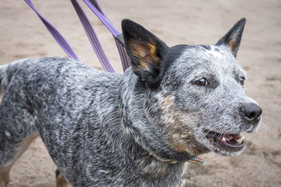 Portrait of barking young australian cattle dog blue heeler