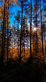 Trees in forest during autumn