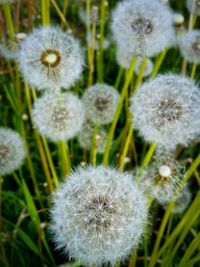 Close-up of dandelion flowers