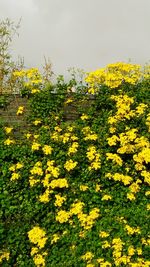 Yellow flowers growing in field