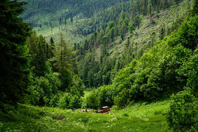 High angle view of pine trees in forest