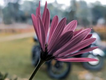 Close-up of pink flower