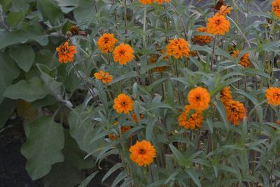 Orange flowers blooming outdoors