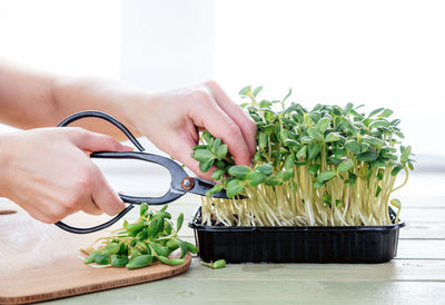 Cropped hand holding potted plant