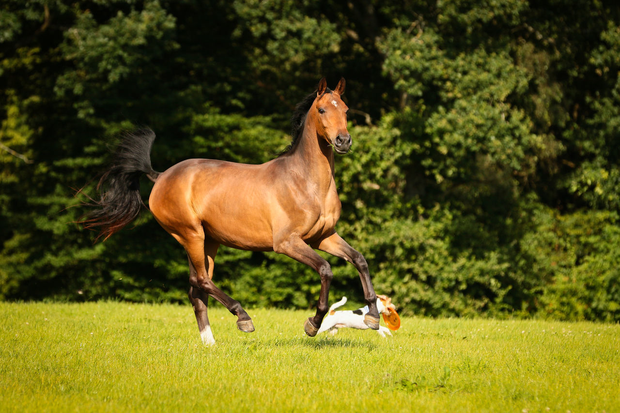 HORSES ON FIELD AGAINST TREES