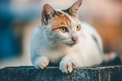 Close-up of a cat looking away