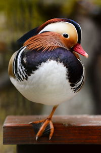 Close-up of mandarin duck perching on wooden post