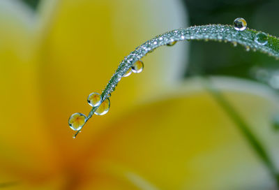 Close-up of wet plant during rainy season