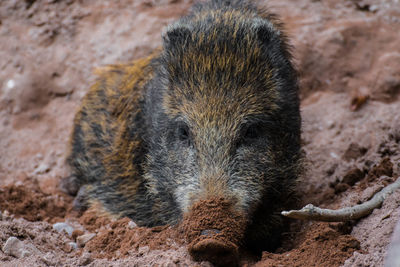 Close-up of animal on field