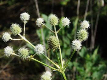 Close-up of flowers growing outdoors