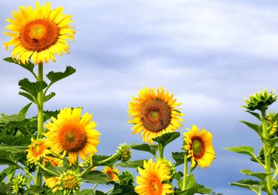 Close-up of yellow flowering plants against sky