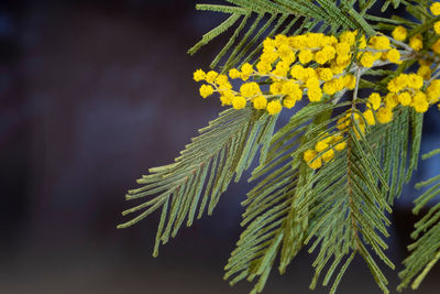 Close-up of yellow flowering plant