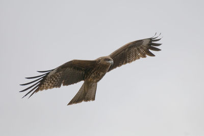 Low angle view of eagle flying in sky