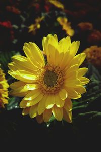 Close-up of yellow flower