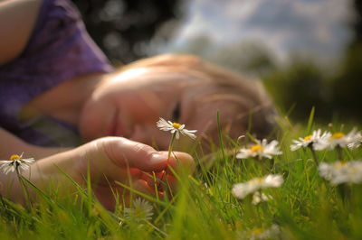 Close-up of hand holding daisy