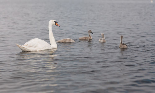 Swans and cygnets swimming in lake