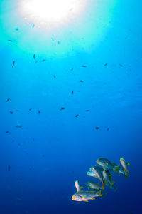 View of fishes swimming in sea