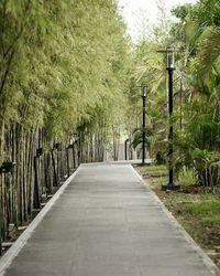 Empty road along trees