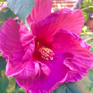 Close-up of pink flower