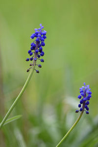 Close-up of purple flowering plant