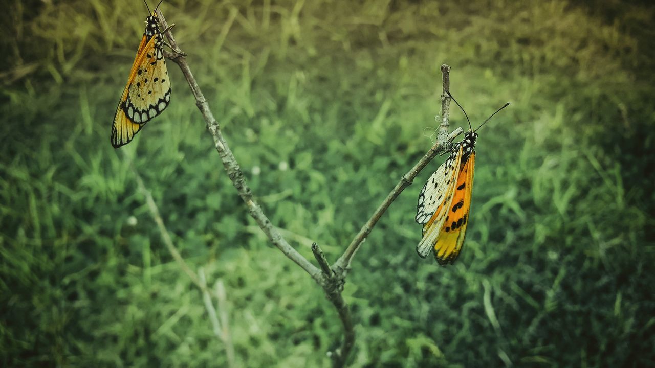 insect, animals in the wild, animal themes, wildlife, one animal, butterfly - insect, focus on foreground, animal markings, butterfly, animal wing, plant, close-up, nature, beauty in nature, natural pattern, day, two animals, outdoors, full length, no people