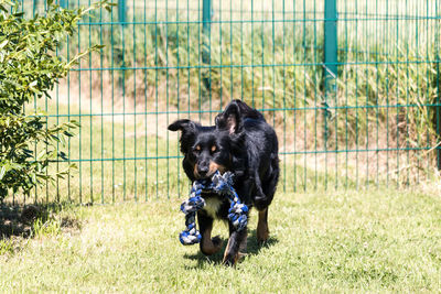 Border collie mix while playing