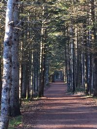 Road passing through forest