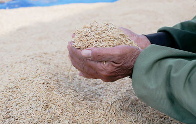 Cropped hands of man holding rice