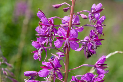 Close up of fireweed in bloom