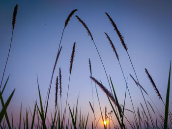 Low angle view of stalks against blue sky