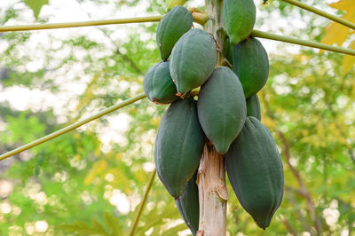 Low angle view of fruits growing on tree