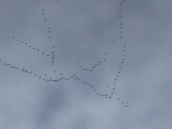 Low angle view of birds flying in sky