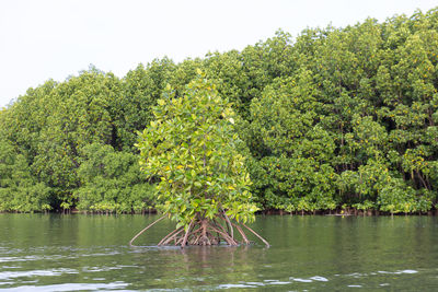 Scenic view of lake by trees against sky