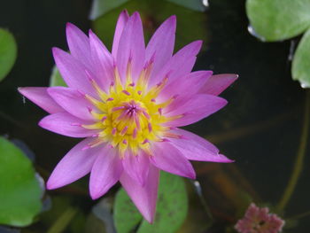 Close-up of purple lotus water lily