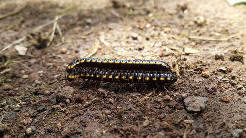 Centipedes mating on field