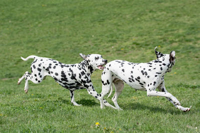 Two dogs playing on grass