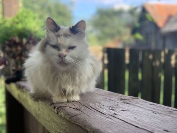 Portrait of white cat