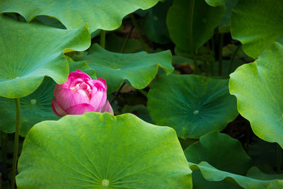Pink water lily blooming in pond