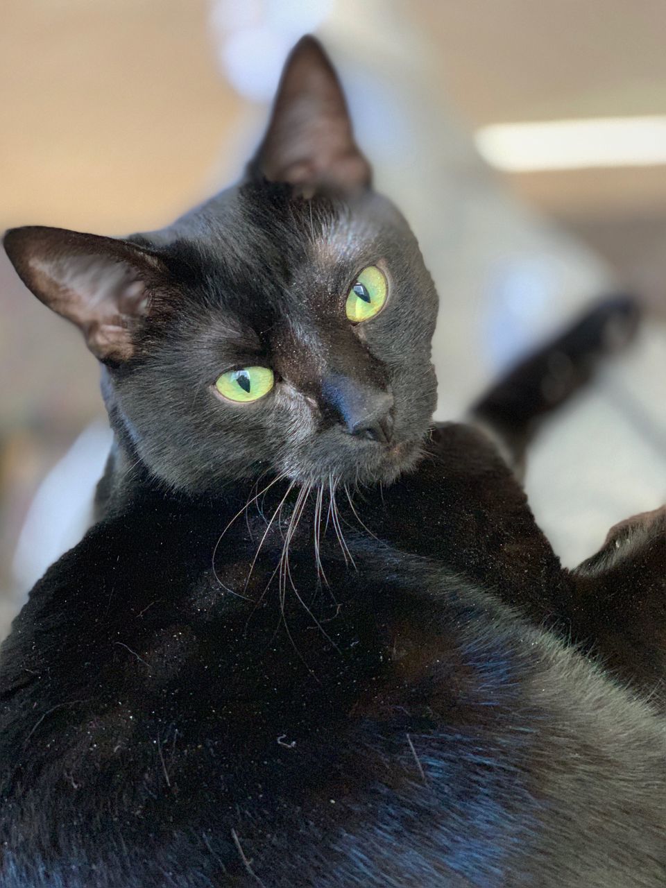 CLOSE-UP PORTRAIT OF CAT