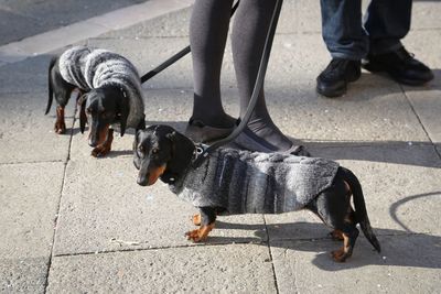 Low section of woman with dogs on street