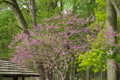 Pink flowering tree in forest
